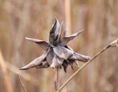 Rabdophaga rosaria