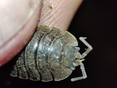 Porcellio dilatatus
