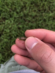 Conocephalus maculatus