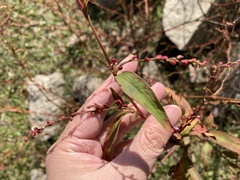 Persicaria pubescens