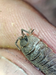 Porcellio dilatatus