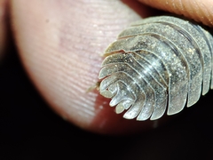 Porcellio dilatatus