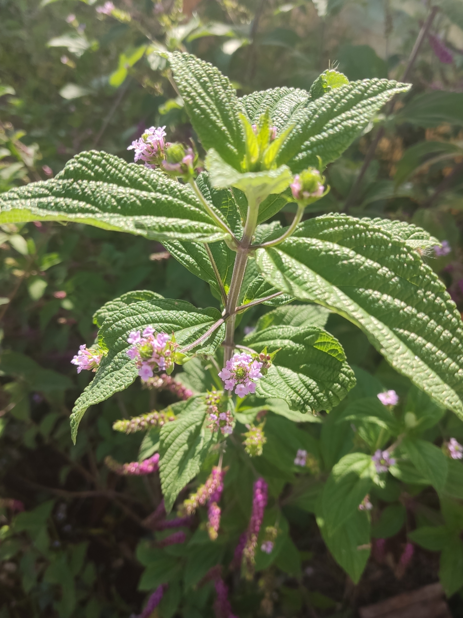 Lantana trifolia
