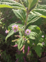 Lantana trifolia