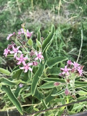 Oxypetalum solanoides