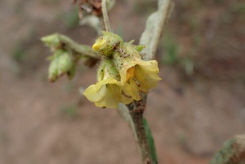 Image of Hermannia lancifolia by no rights reserved