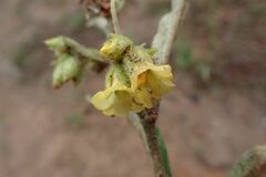 Hermannia lancifolia