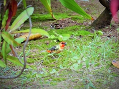 Foudia madagascariensis