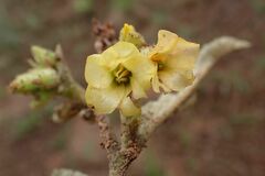 Hermannia lancifolia