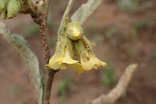 Image of Hermannia lancifolia by no rights reserved