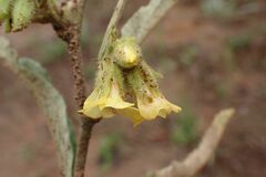 Hermannia lancifolia