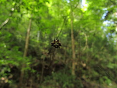 Gasteracantha