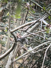 Poecile carolinensis
