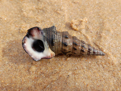 Pyrazus ebeninus