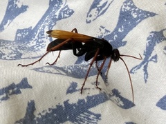 Tachypompilus ignitus