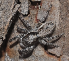 Menemerus bivittatus