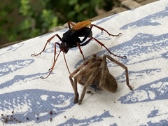 Tachypompilus ignitus