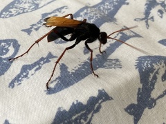 Tachypompilus ignitus