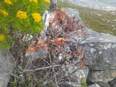 Tylecodon grandiflorus