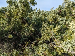 Juniperus macrocarpa