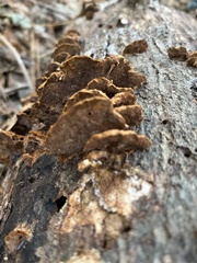 Fuscoporia gilva