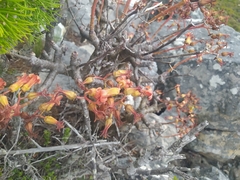 Tylecodon grandiflorus