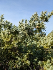 Juniperus macrocarpa