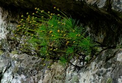 Euryops rupestris
