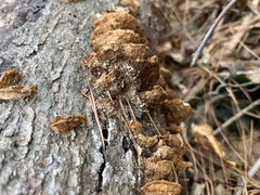 Fuscoporia gilva