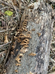 Fuscoporia gilva