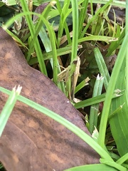 Spathosternum prasiniferum