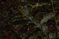 Alpinia arundelliana
