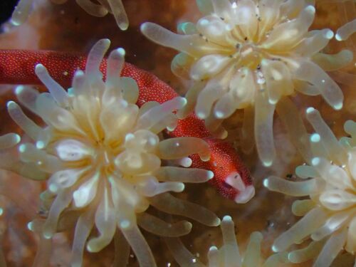 Braun's pughead pipefish (Bulbonaricus brauni) — Syngnathidae — 4