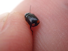 Cryptocephalus biguttatus