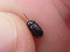 Cryptocephalus biguttatus