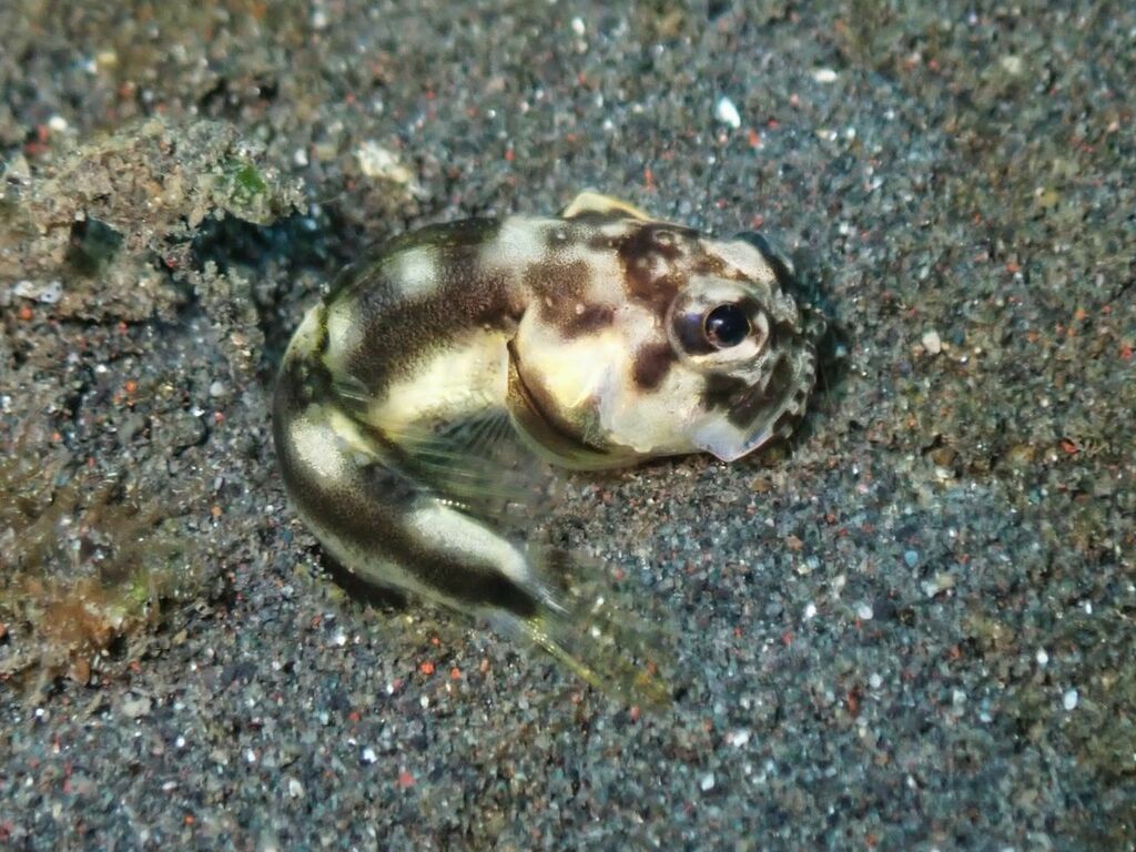 Harlequin jawfish (Stalix histrio) — Opistognathidae