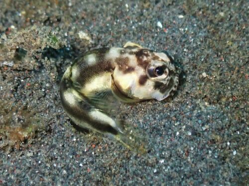 Harlequin jawfish (Stalix histrio) — Opistognathidae