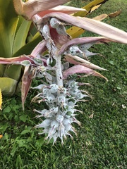 Aechmea mcvaughii