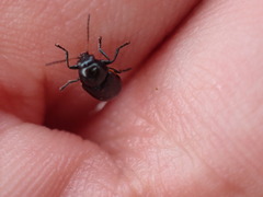 Cryptocephalus biguttatus