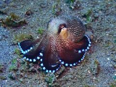 Amphioctopus marginatus