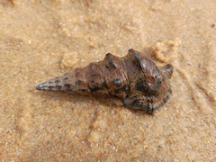 Pyrazus ebeninus