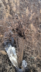 Cyperus glomeratus