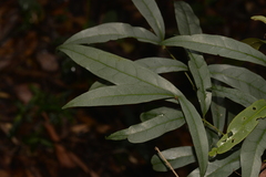 Beilschmiedia elliptica