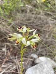 Disa bivalvata