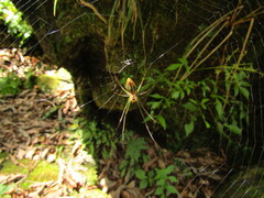 Leucauge celebesiana