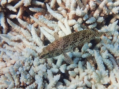 Epinephelus merra