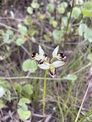 Disa bivalvata