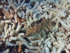 Epinephelus merra