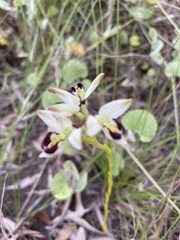 Disa bivalvata