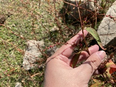 Persicaria pubescens